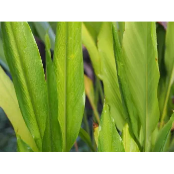 Natural Cyperus Rotundus 